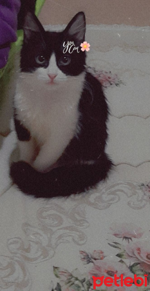 Tekir Kedi, Kedi Lila fotoğrafı