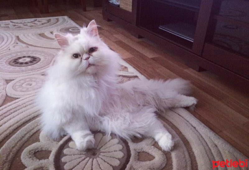 İran Kedisi (Persian), Kedi Ketmen fotoğrafı