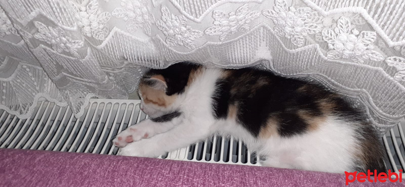 Tekir Kedi, Kedi Kuyruk fotoğrafı