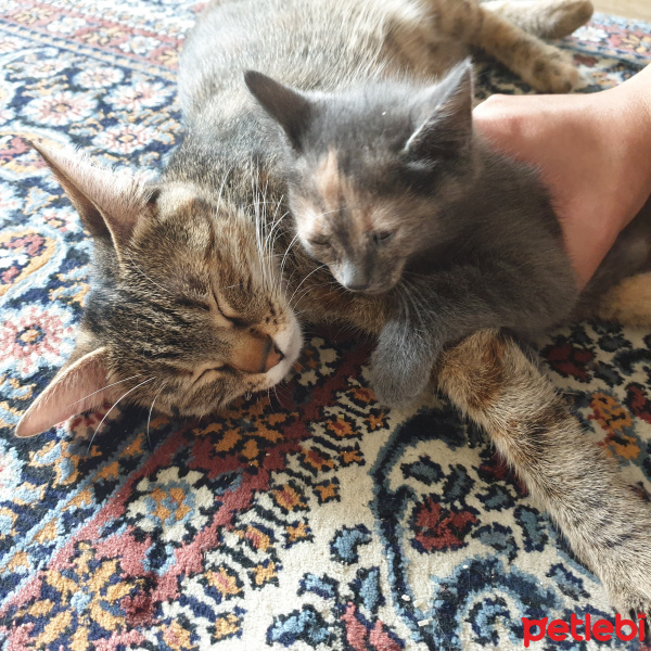 European Shorthair, Kedi Kara fotoğrafı
