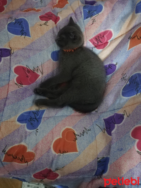 British Shorthair, Kedi Samuray fotoğrafı