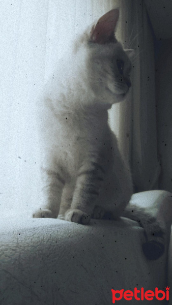 Chinchilla, Kedi Maya fotoğrafı