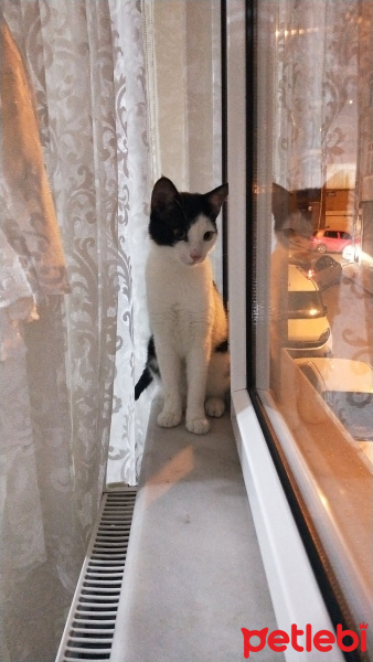 Tekir Kedi, Kedi Soza fotoğrafı