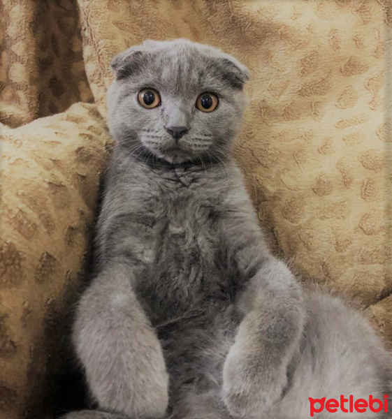 Scottish Fold, Kedi EYLÜL fotoğrafı