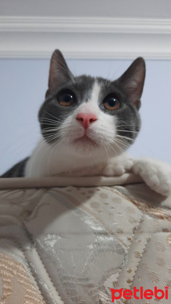 Tekir Kedi, Kedi Mogi fotoğrafı