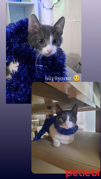 Tekir Kedi, Kedi Mogi fotoğrafı