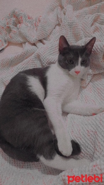 Tekir Kedi, Kedi Mogi fotoğrafı