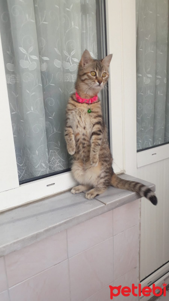 Tekir Kedi, Kedi Badem fotoğrafı