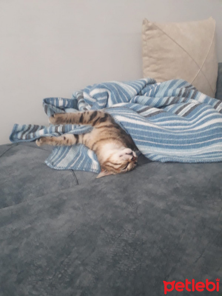 Tekir Kedi, Kedi Badem fotoğrafı