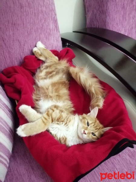 Sarman, Kedi Afro fotoğrafı