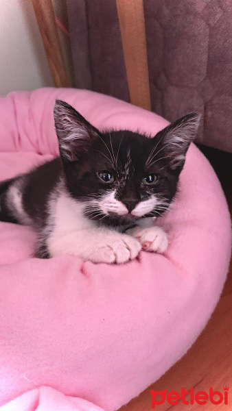 Tekir Kedi, Kedi yoyo fotoğrafı