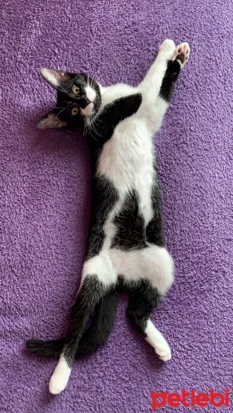 Tekir Kedi, Kedi yoyo fotoğrafı