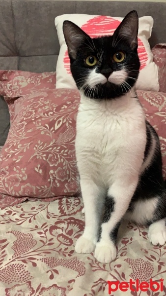 Tekir Kedi, Kedi yoyo fotoğrafı