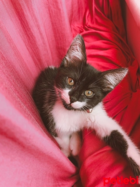 Tekir Kedi, Kedi yoyo fotoğrafı