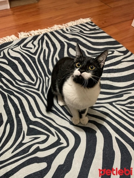 Tekir Kedi, Kedi yoyo fotoğrafı