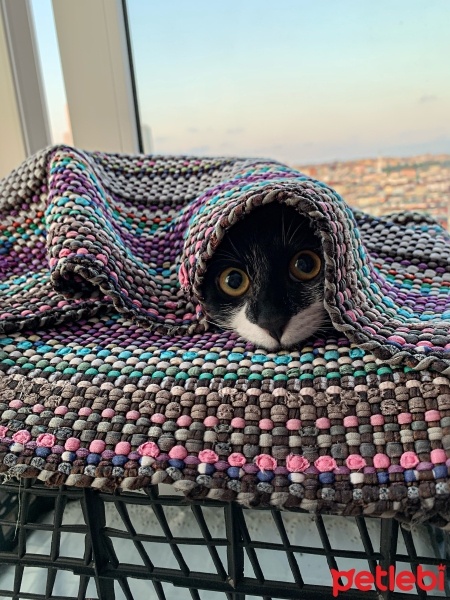 Tekir Kedi, Kedi yoyo fotoğrafı