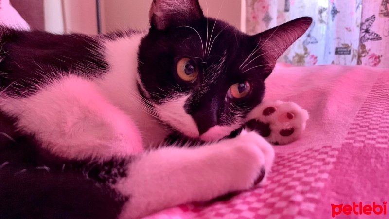 Tekir Kedi, Kedi yoyo fotoğrafı