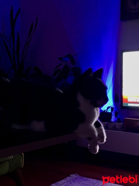 Tekir Kedi, Kedi yoyo fotoğrafı