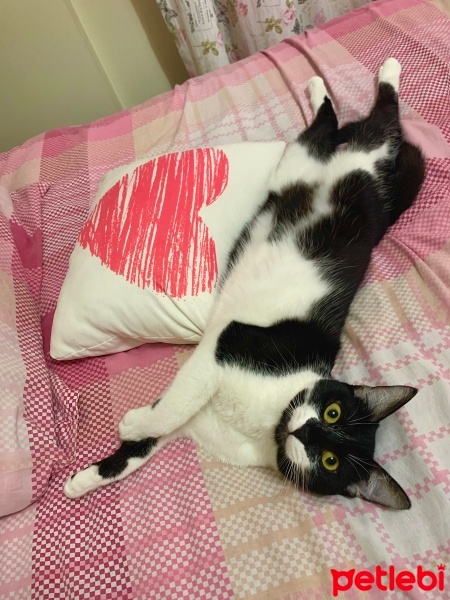 Tekir Kedi, Kedi yoyo fotoğrafı