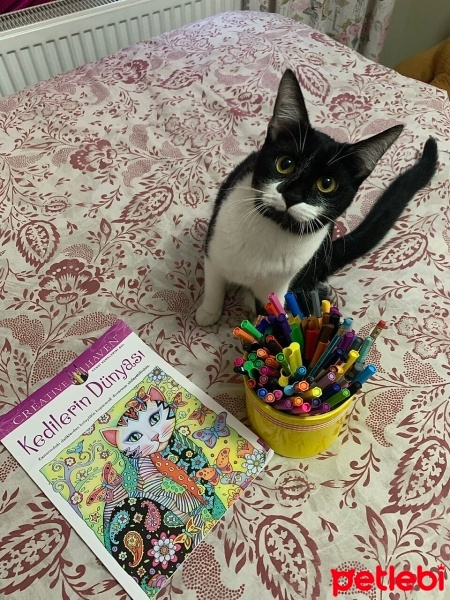 Tekir Kedi, Kedi yoyo fotoğrafı