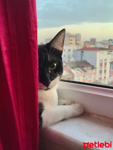 Tekir Kedi, Kedi yoyo fotoğrafı