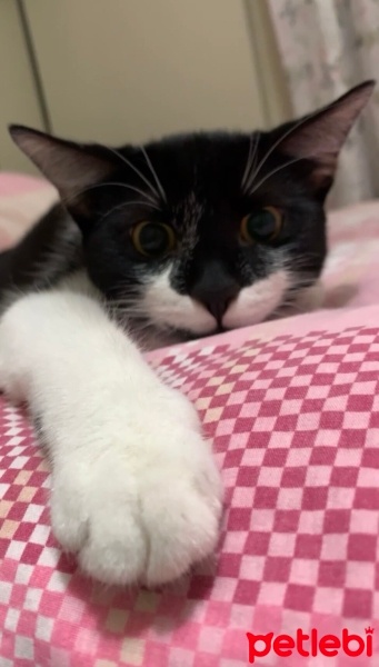 Tekir Kedi, Kedi yoyo fotoğrafı