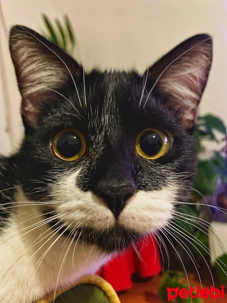 Tekir Kedi, Kedi yoyo fotoğrafı