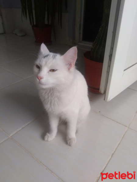 Ankara Kedisi, Kedi Sadiş fotoğrafı