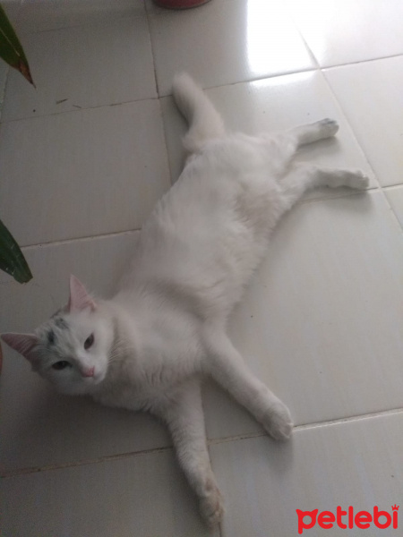 Ankara Kedisi, Kedi Sadiş fotoğrafı