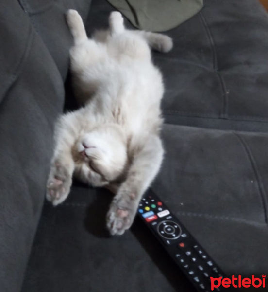 Scottish Fold, Kedi Alex fotoğrafı