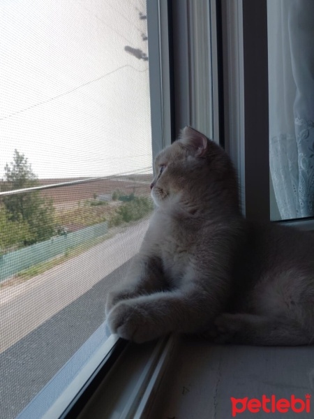 Scottish Fold, Kedi Alex fotoğrafı