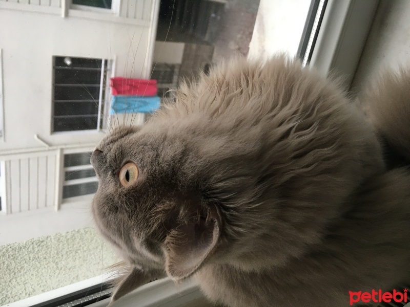 Scottish Fold, Kedi Alex fotoğrafı