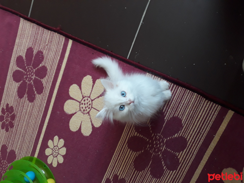 Chinchilla, Kedi Iran chinchilla fotoğrafı