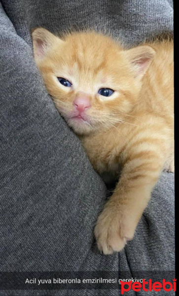 Sarman, Kedi Sarman fotoğrafı