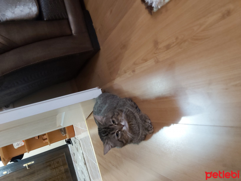 İran Kedisi (Persian), Kedi Misket fotoğrafı