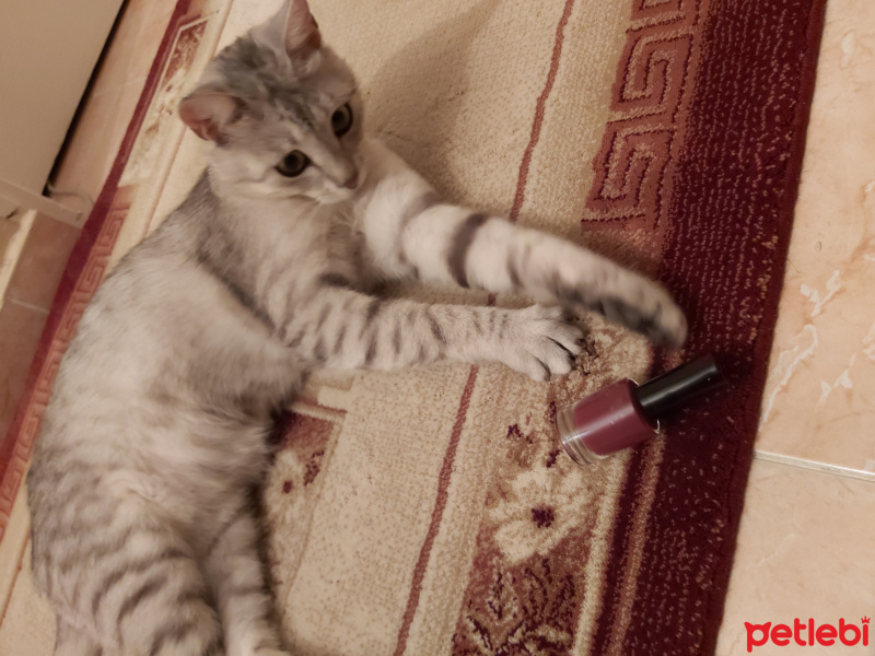 British Shorthair, Kedi Bazlama fotoğrafı