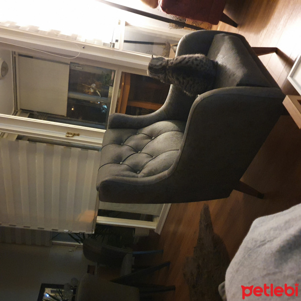 Scottish Fold, Kedi Puki fotoğrafı