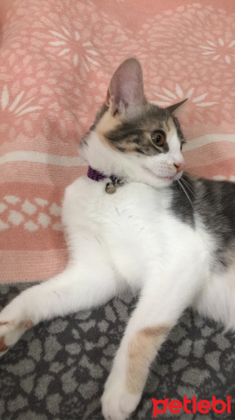 Tekir Kedi, Kedi TARÇIN fotoğrafı