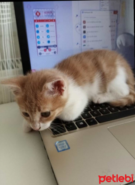 Tekir Kedi, Kedi Simba fotoğrafı