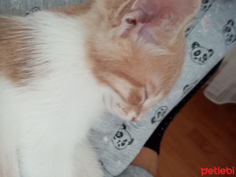 Tekir Kedi, Kedi Simba fotoğrafı