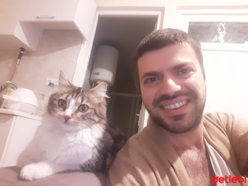 Tekir Kedi, Kedi Gönül fotoğrafı