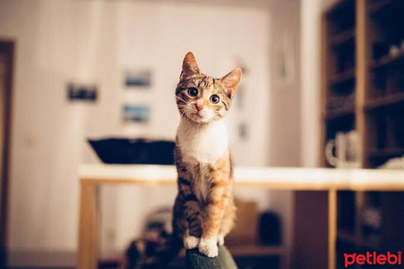 Tekir Kedi, Kedi Maya fotoğrafı