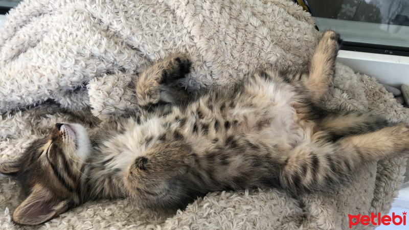 Tekir Kedi, Kedi Elfi fotoğrafı