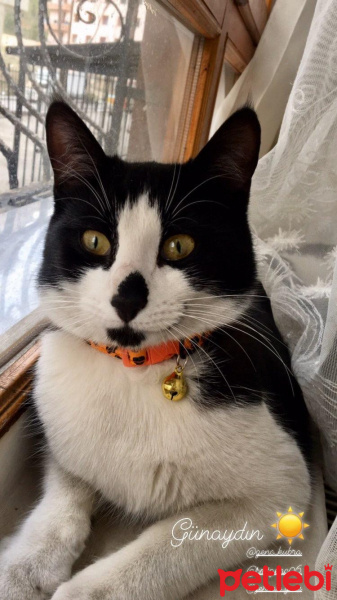 Tuxedo (Smokin) Kedi, Kedi Beşiktaş fotoğrafı