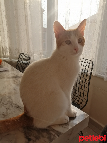 Tekir Kedi, Kedi Lokum fotoğrafı