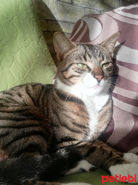 Tekir Kedi, Kedi Simba fotoğrafı