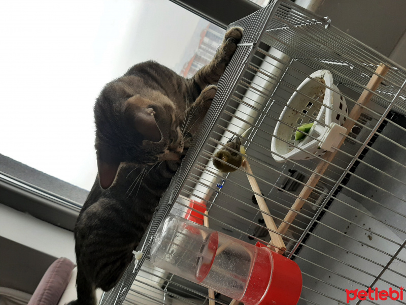 Tekir Kedi, Kedi Grace fotoğrafı