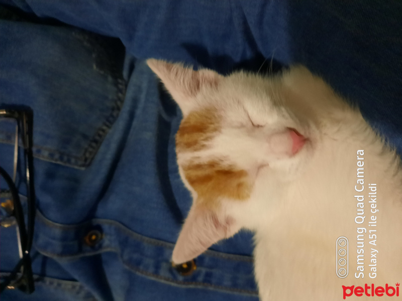 Tekir Kedi, Kedi Üzüm fotoğrafı