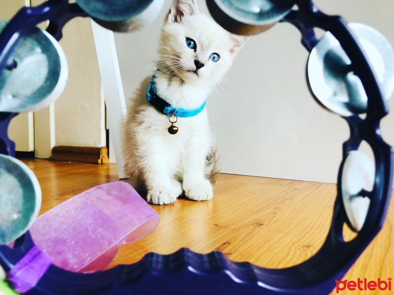 British Shorthair, Kedi Alfa fotoğrafı