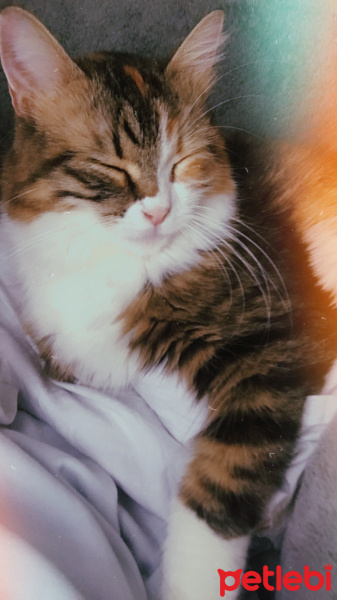 Norwegian Forest, Kedi Müjü fotoğrafı